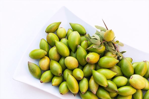 Conheça os benefícios do óleo de Argan